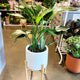 Strelitzia Bird of Paradise